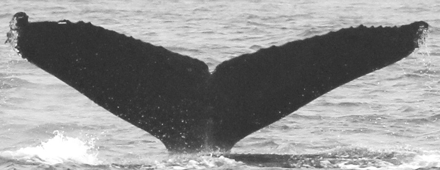 Fluke of CRC-12262