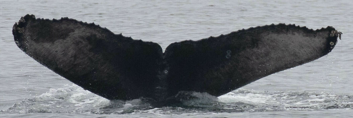 Fluke of Ocho (2022 calf of CRC-12284)