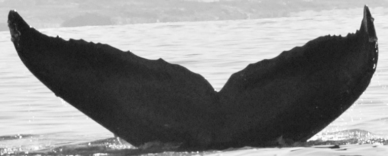 Fluke of CRC-15555
