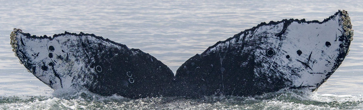 Fluke of CRC-12445