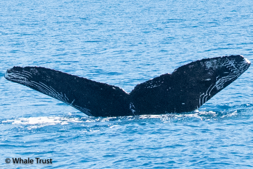 Fluke of HI22_0002