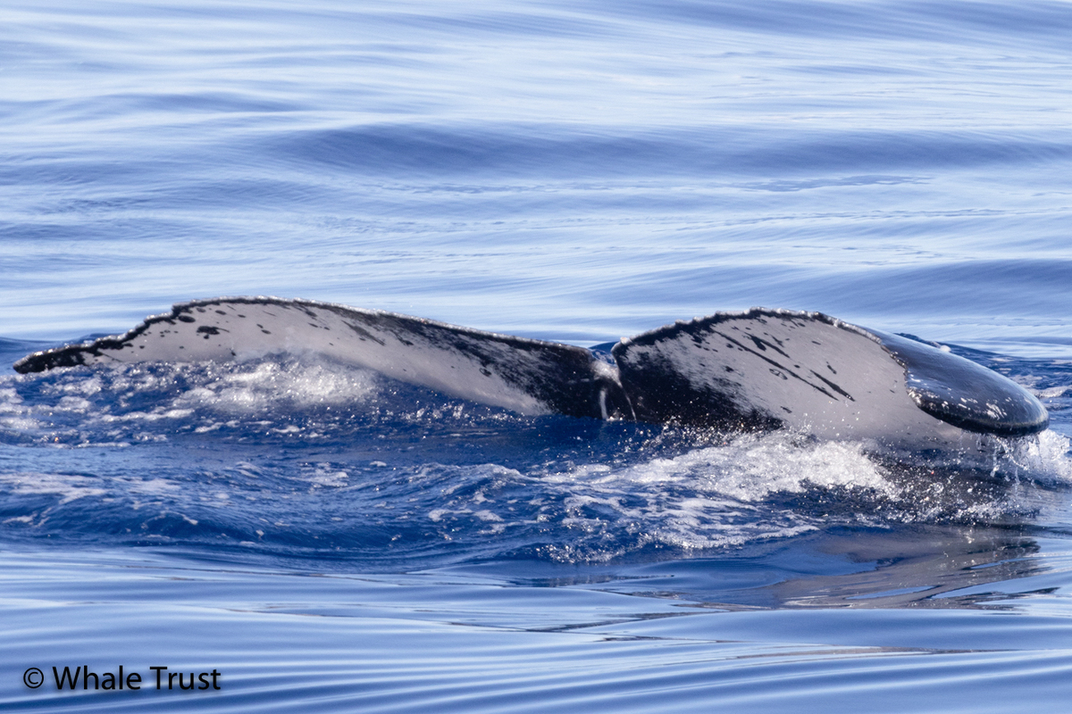 Fluke of HI22_0056