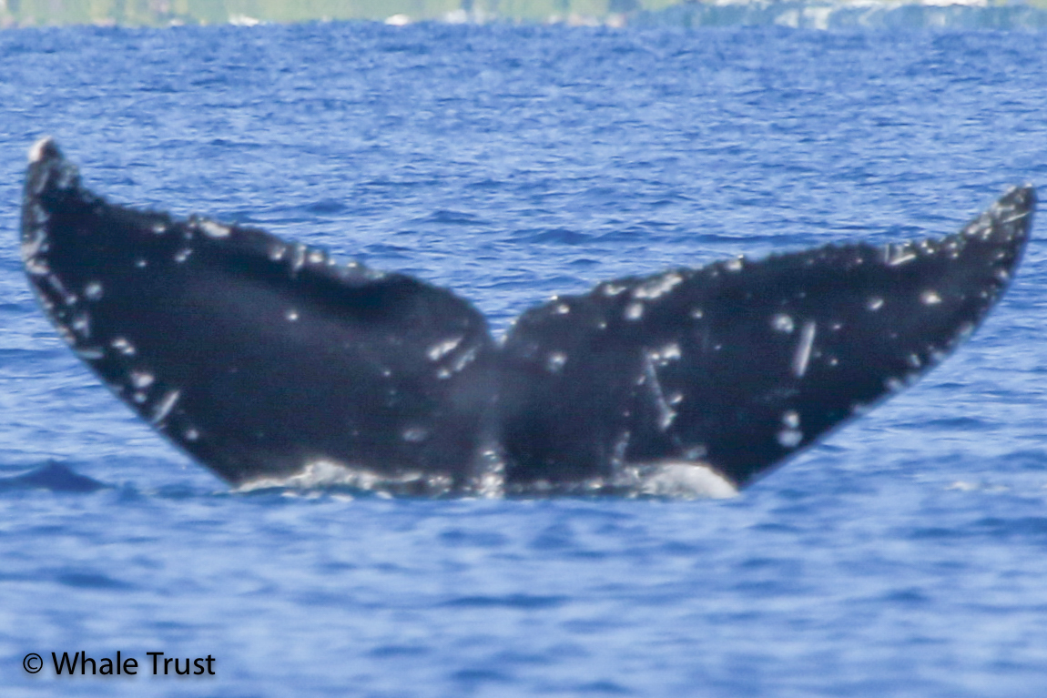 Fluke of HI22_0065