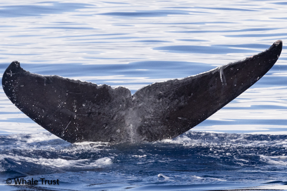 Fluke of HI22_0051
