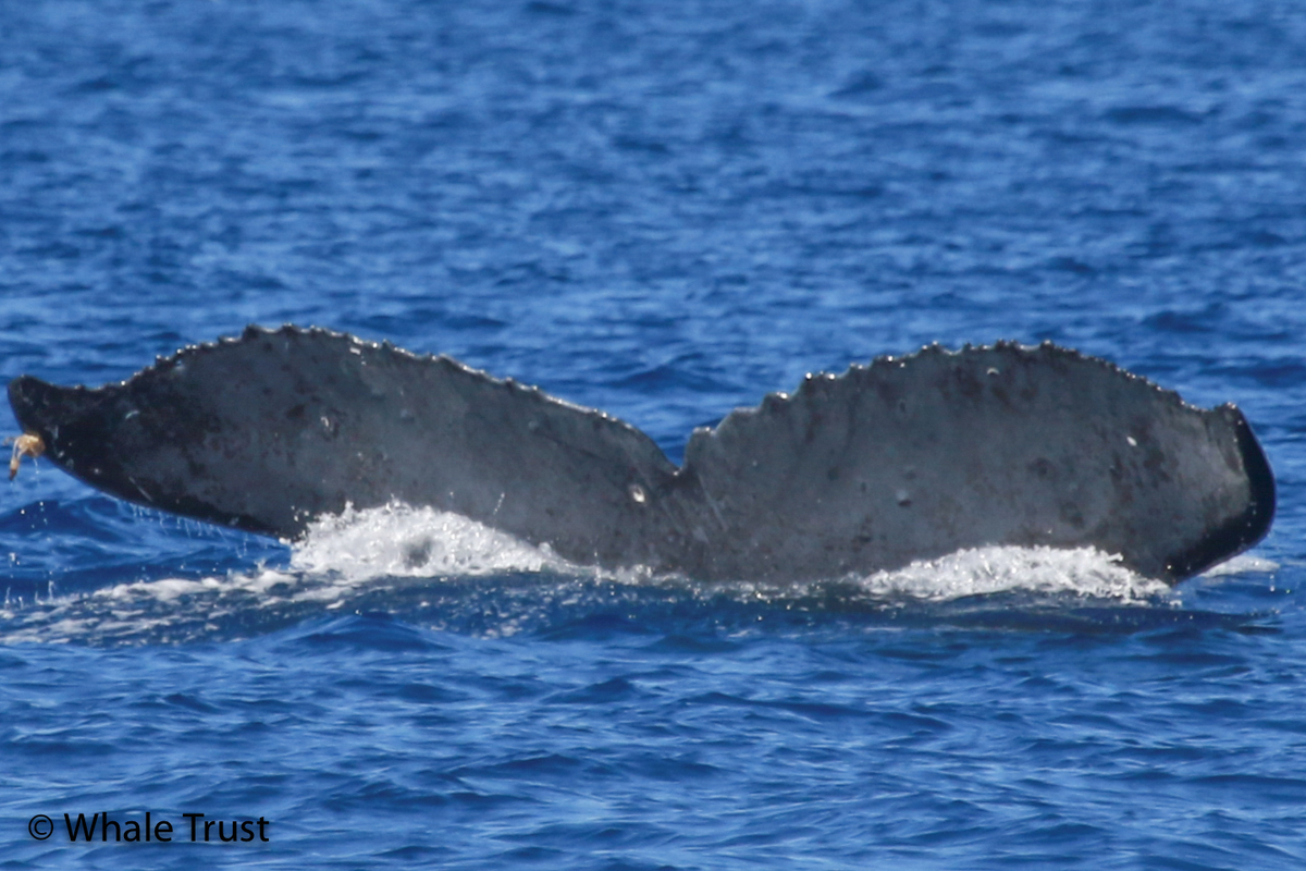 Fluke of HI22_0070