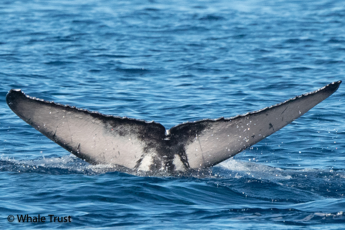 Fluke of HI22_0314