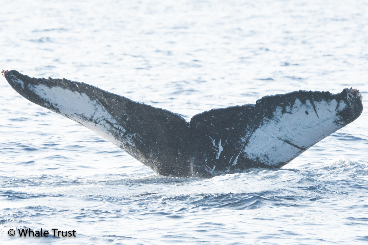 Fluke of HI22_0356