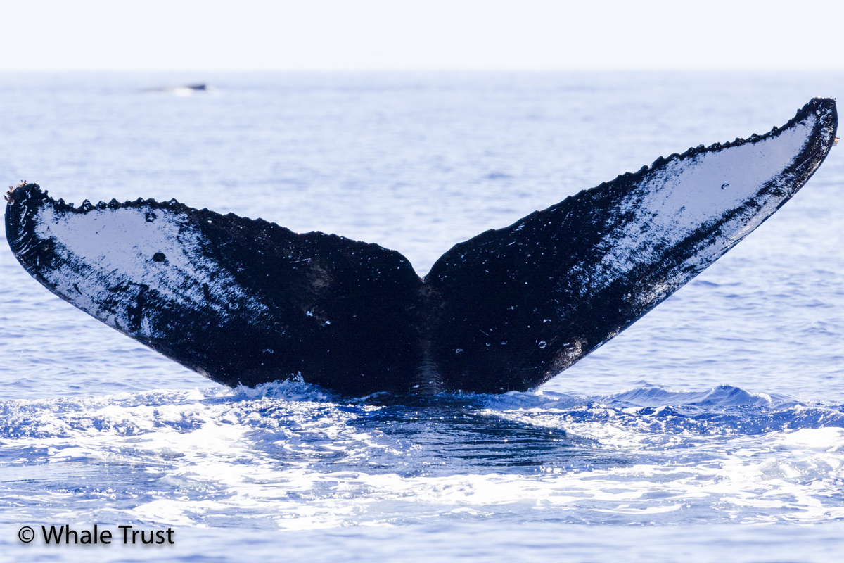 Fluke of HI22_0221