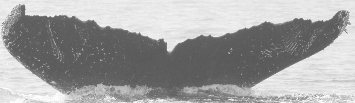 Fluke of CRC-15533