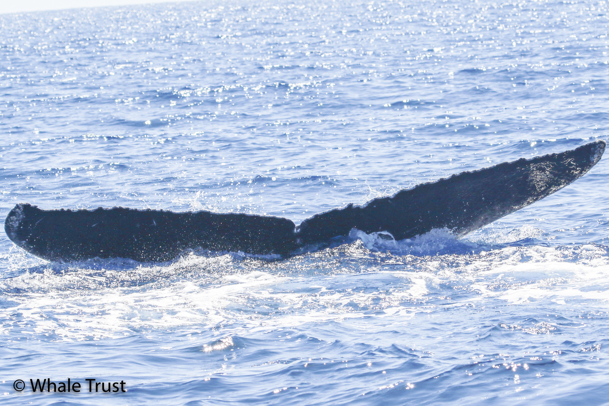 Fluke of CRC-22147