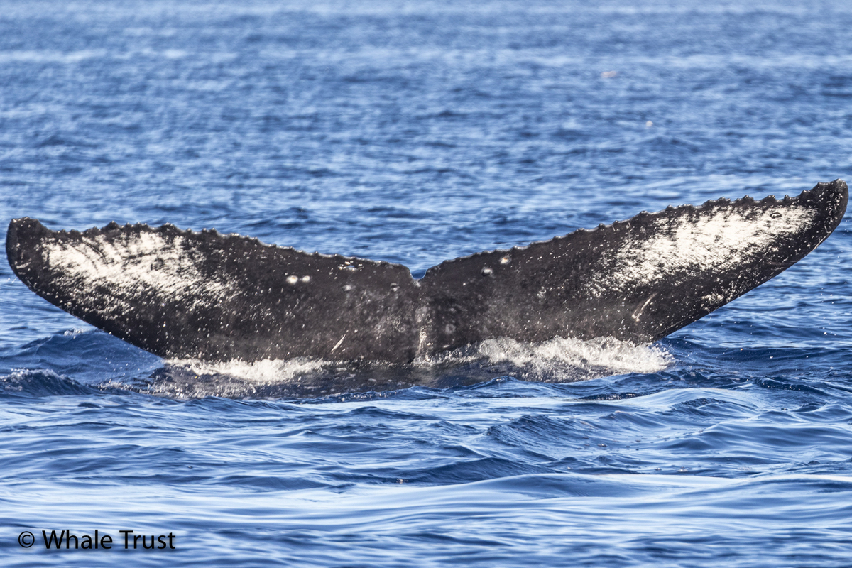 Fluke of HI22_0153