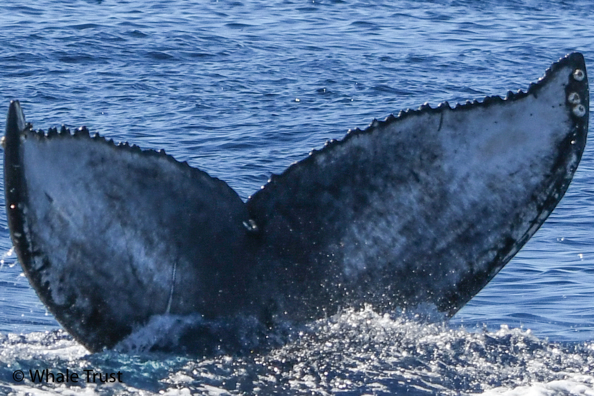 Fluke of HI22_0163