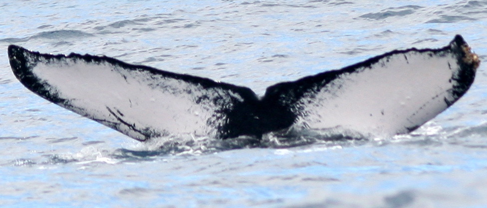 Fluke of KKP-3-21-09b-u2