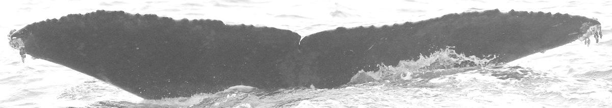Fluke of Becky (Nicaragua)