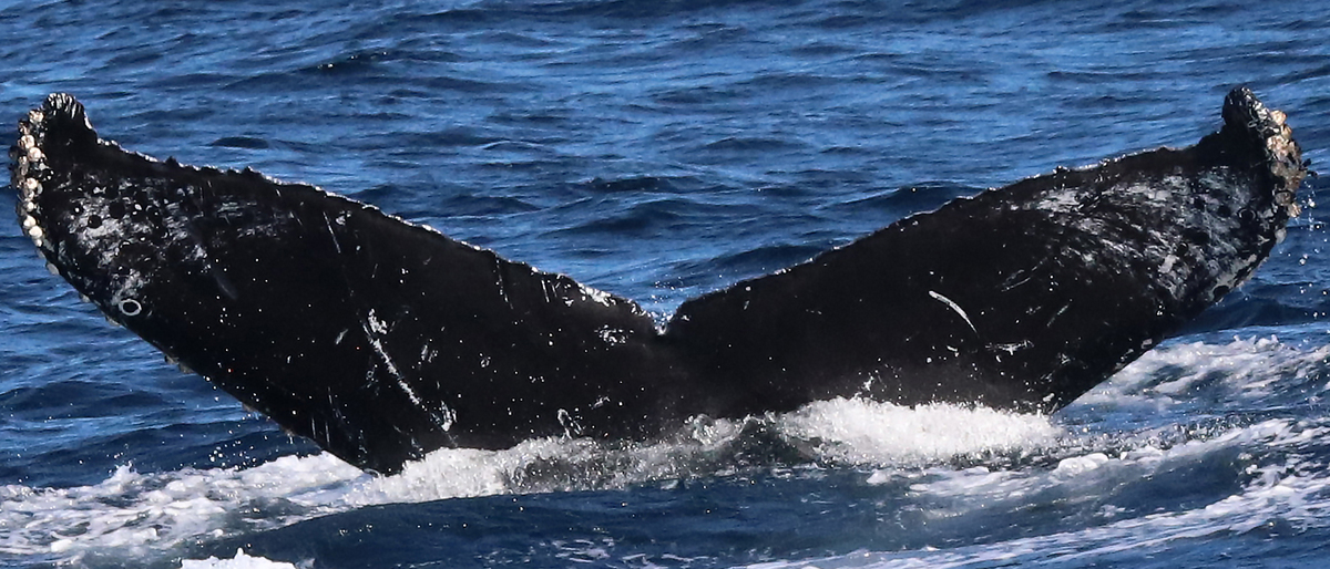 Fluke of CRC-15556
