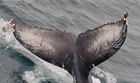 Fluke of 2021-2022 calf of CRC-12523