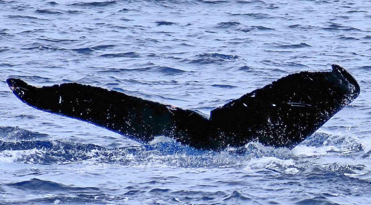 Fluke of PWF-NP_6321