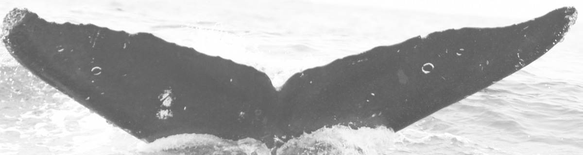 Fluke of CRC-15535