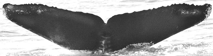 Fluke of CRC-15613
