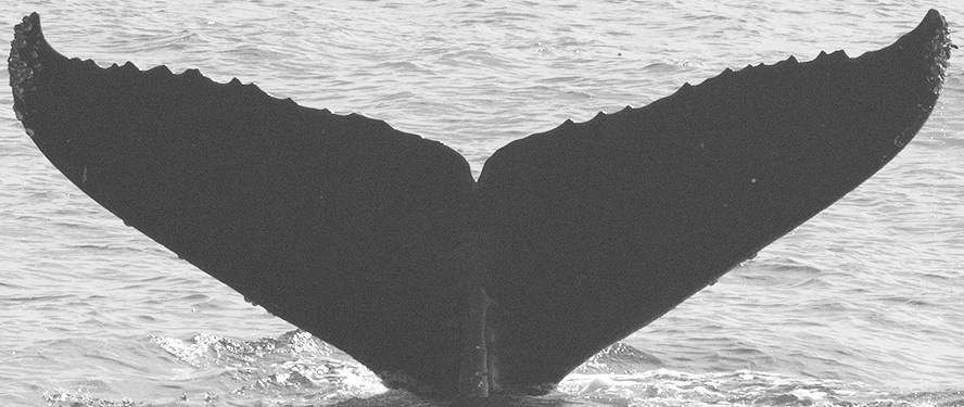 Fluke of Gigantor (Monterey Bay)