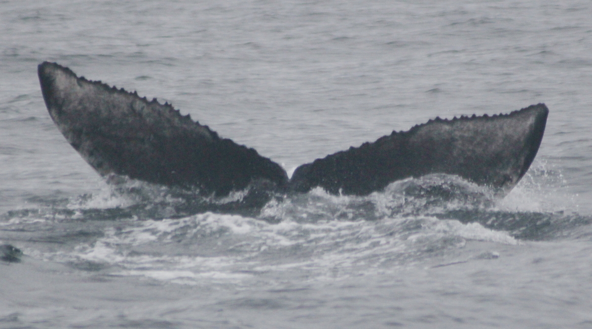 Fluke of HW-MN0410622