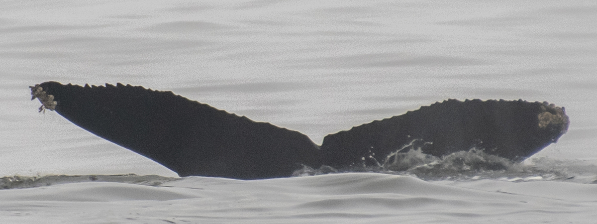 Fluke of CRC-20810
