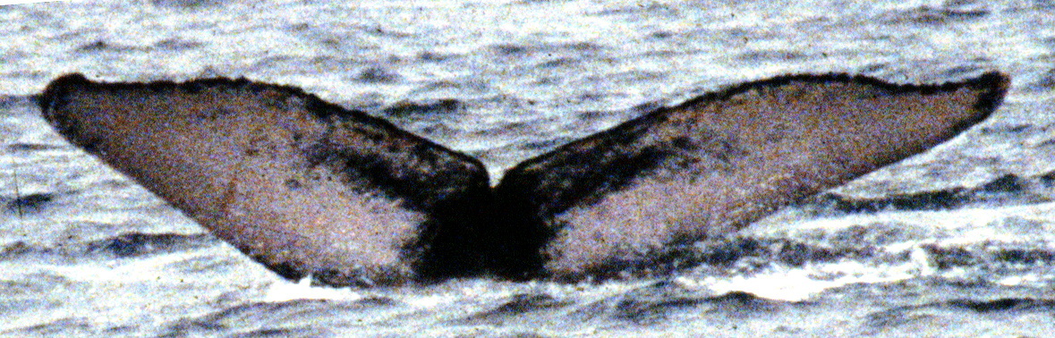 Fluke of PWF-EC_0188