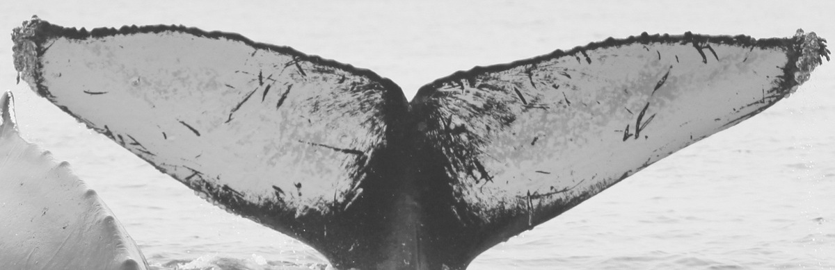 Fluke of CRC-12001