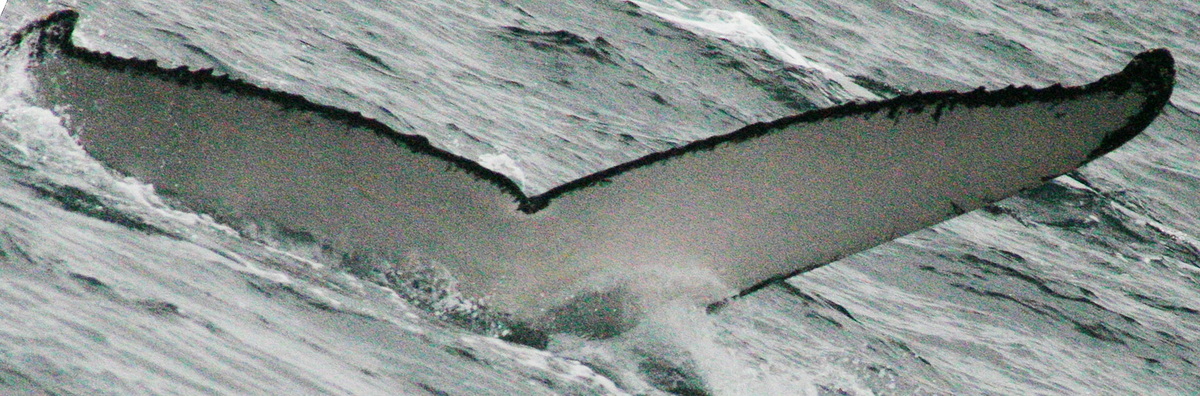 Fluke of PWF-EC_0617