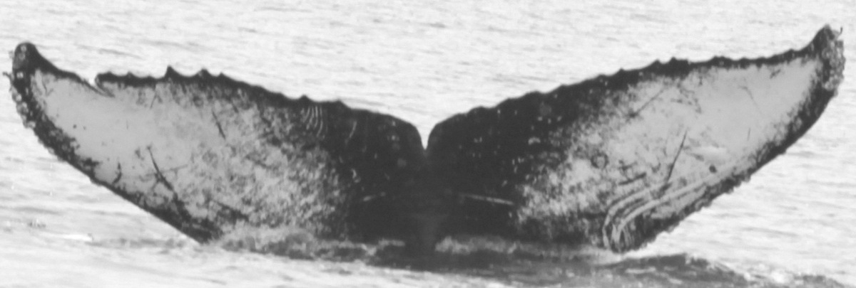 Fluke of CRC-12437