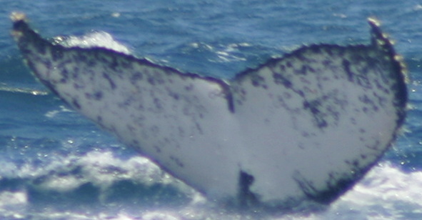 Fluke of PWF-EC_0773