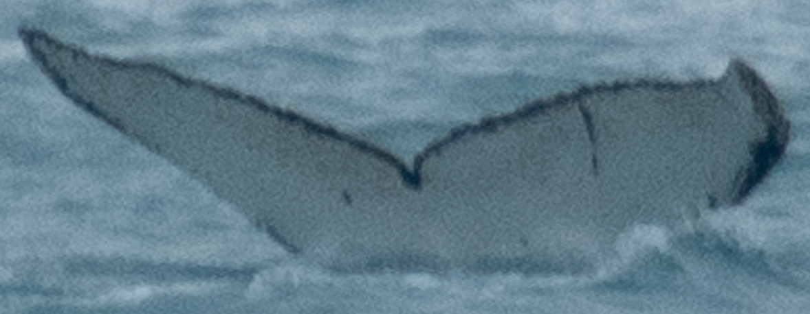 Fluke of Cuieux (Antarctica)