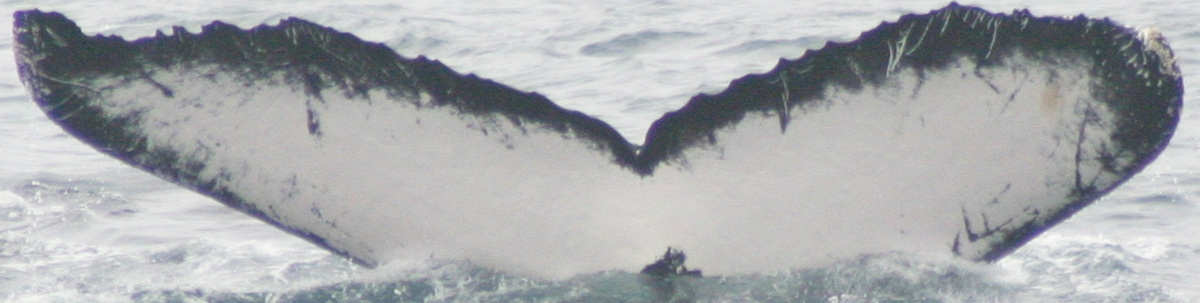 Fluke of PWF-EC_1010