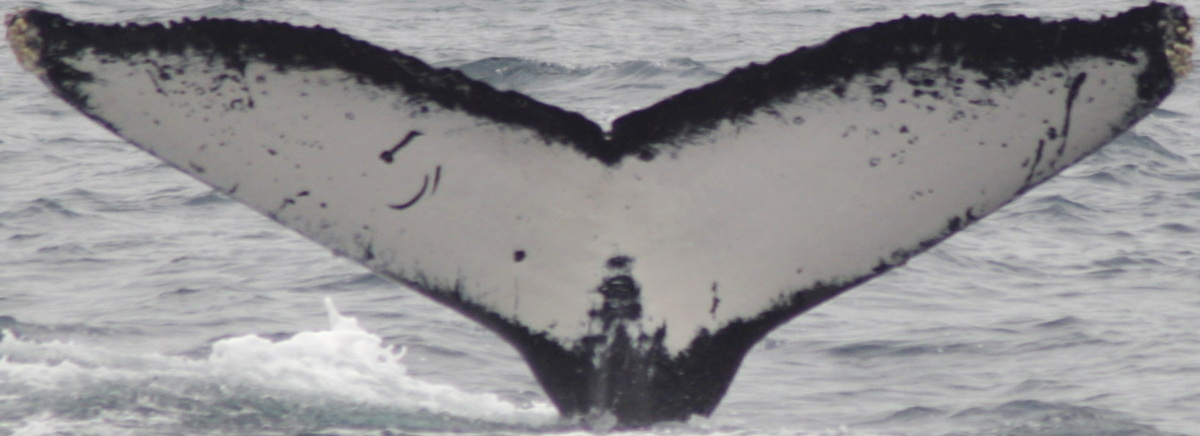 Fluke of PWF-EC_0942