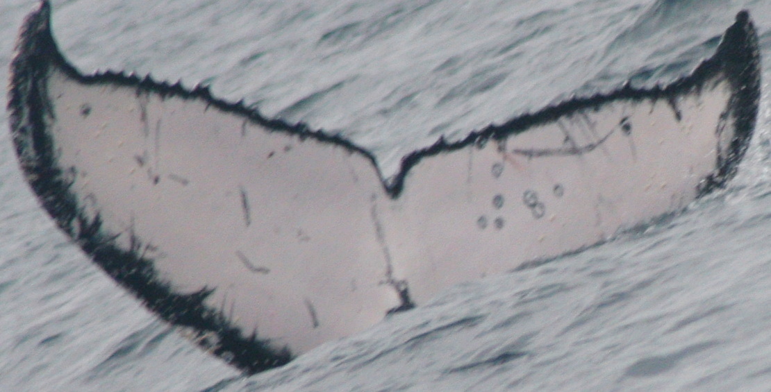 Fluke of PWF-EC_1398