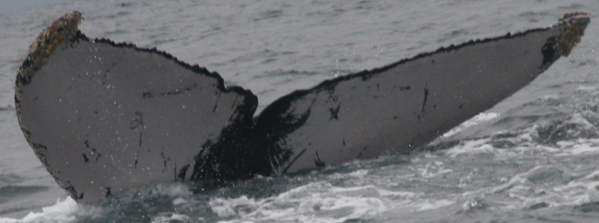 Fluke of PWF-EC_1510