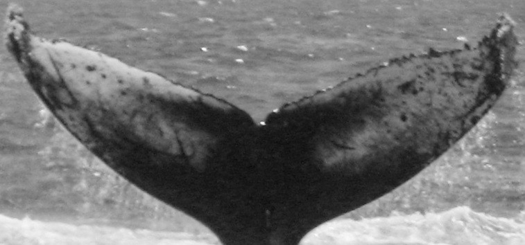 Fluke of USFQ-EC0504
