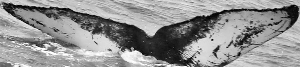 Fluke of USFQ-EC0727