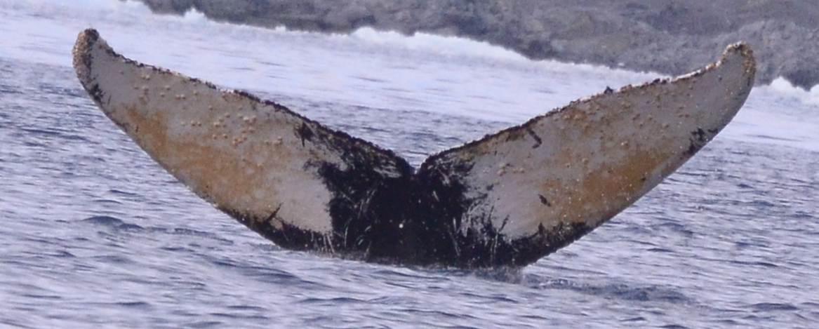 Fluke of PWF-EC_1575