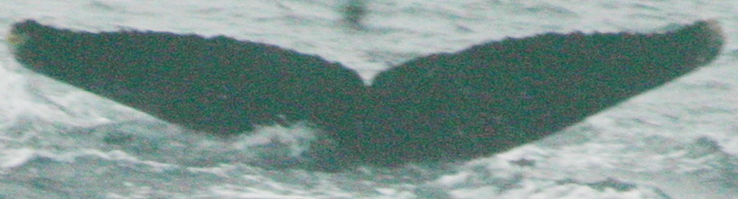 Fluke of PWF-EC_1577