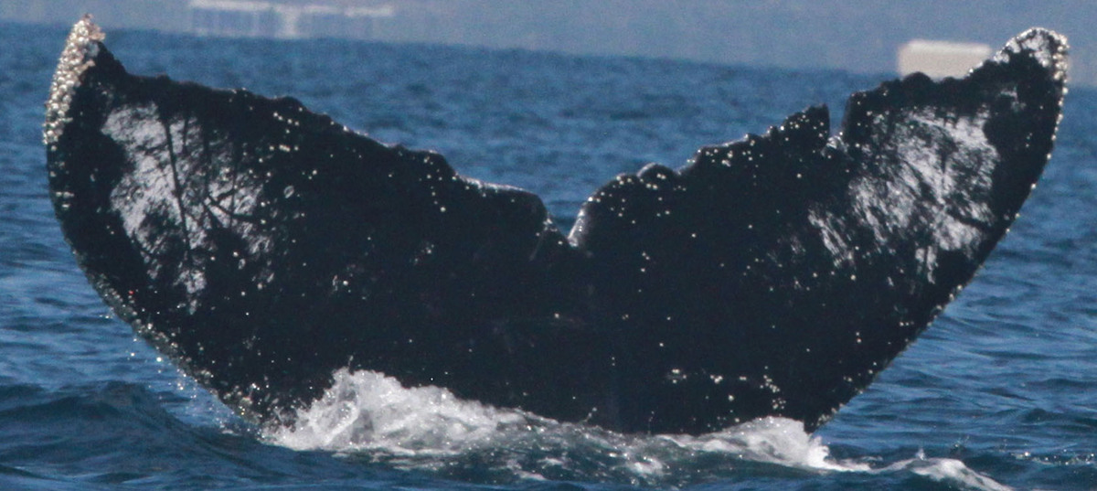 Fluke of CRC-10043