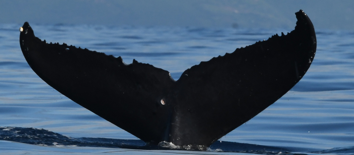 Fluke of HW-MN0443794