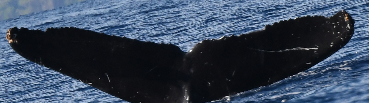 Fluke of HW-MN0443797