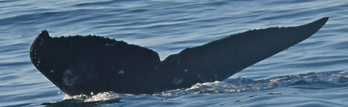 Fluke of HW-MN0443800