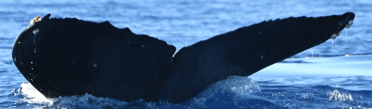 Fluke of HW-MN0443802