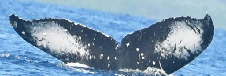 Fluke of HW-MN0443803