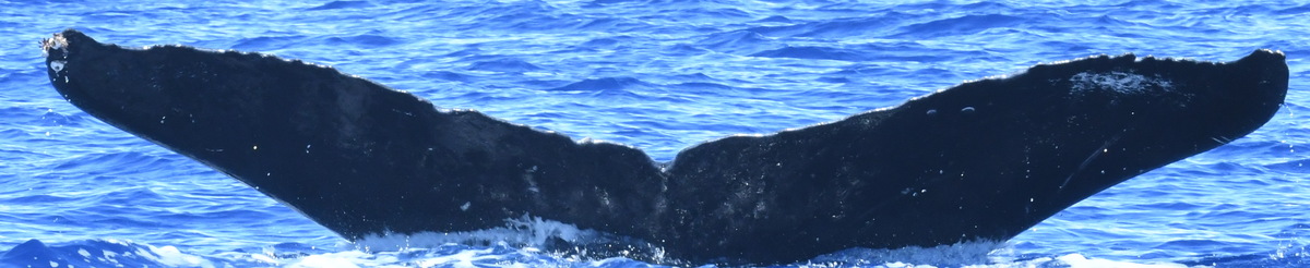 Fluke of HW-MN0443808