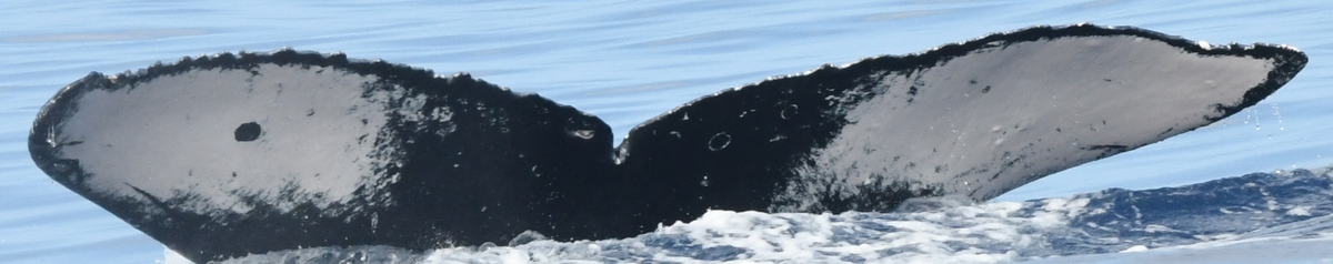 Fluke of HW-MN0443809