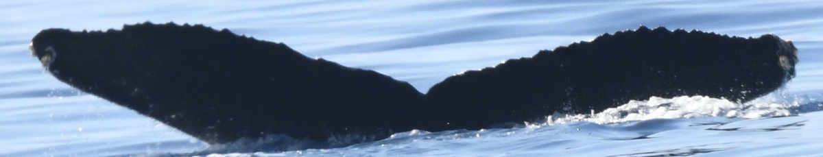 Fluke of HW-MN0443810