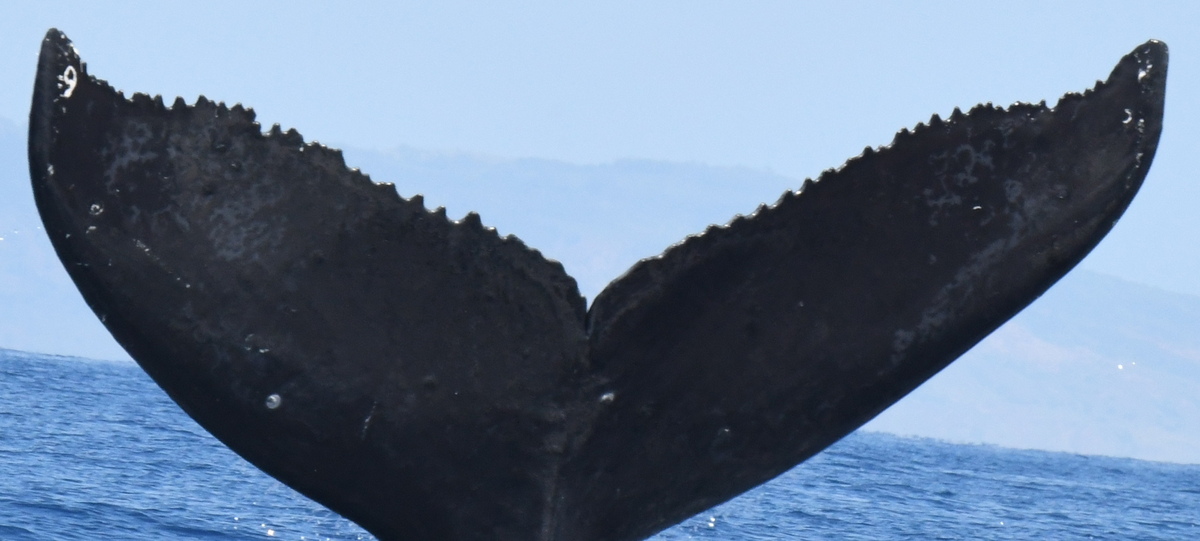 Fluke of HW-MN0443811